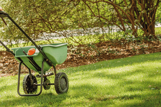 Lawn overseeding and fertilization