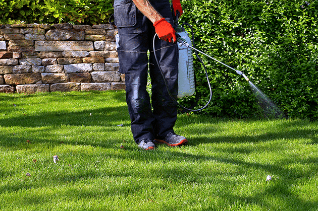 Professional lawn pest control