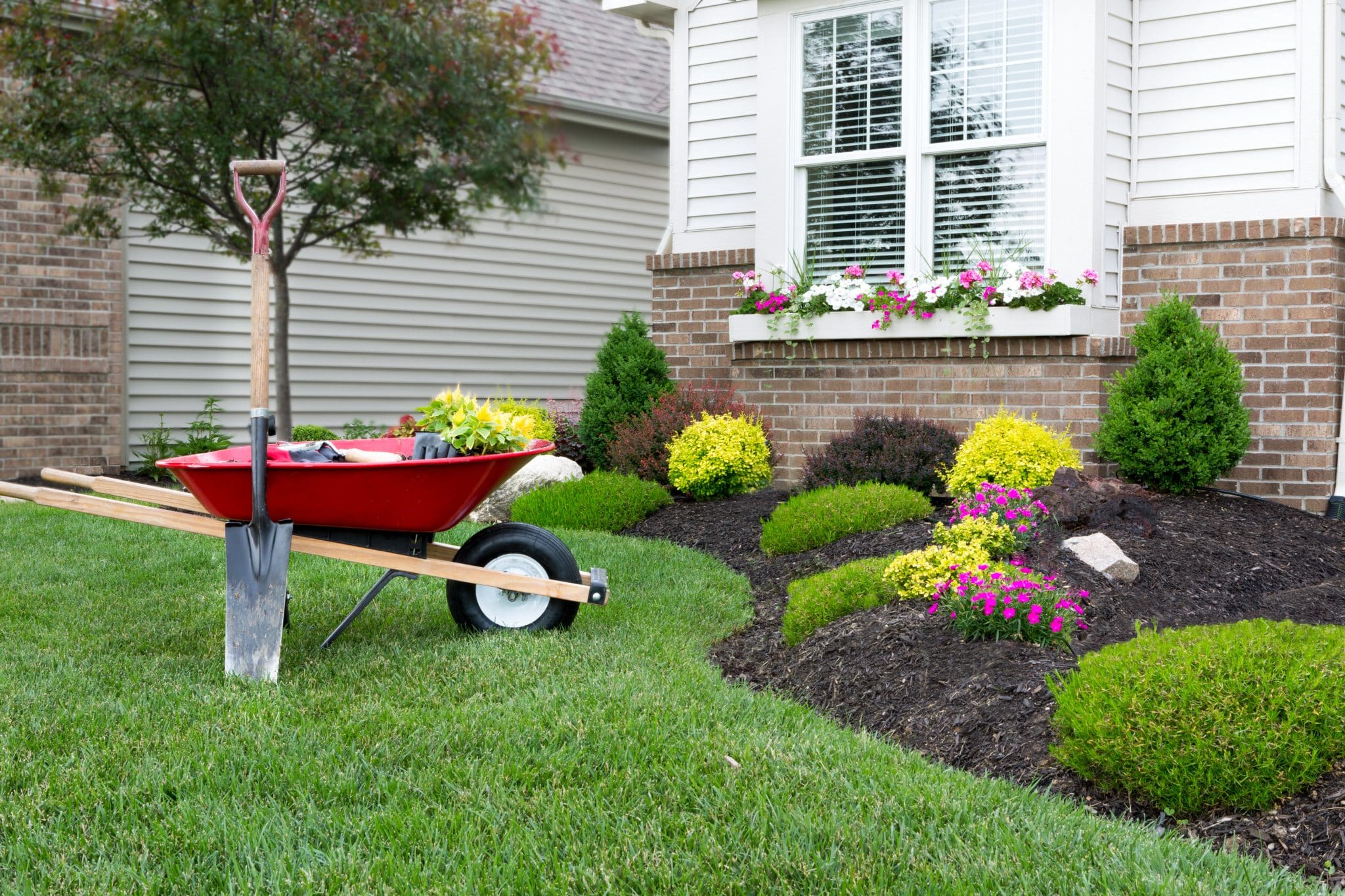 Planting a celosia flower garden around a house