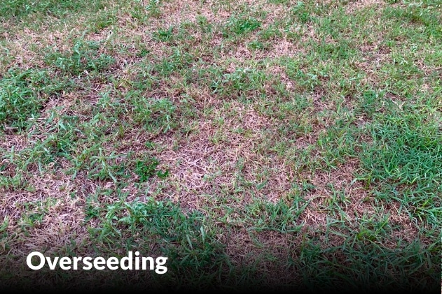 Overseeding services in Blue Springs