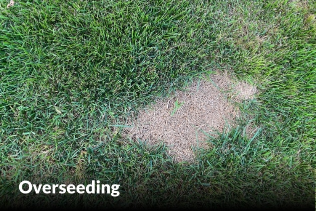 Overseeding services in Harrisonville