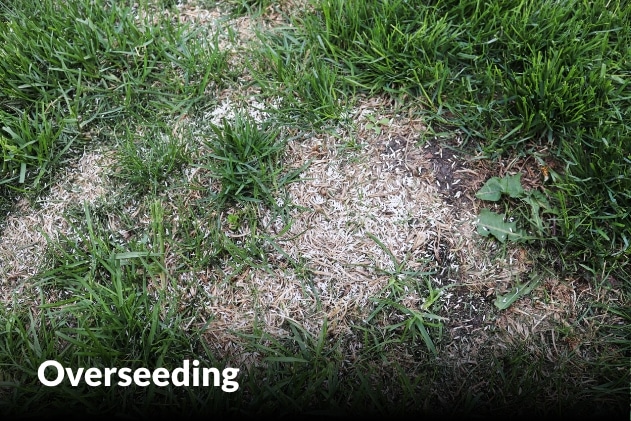 Overseeding services in Peculiar