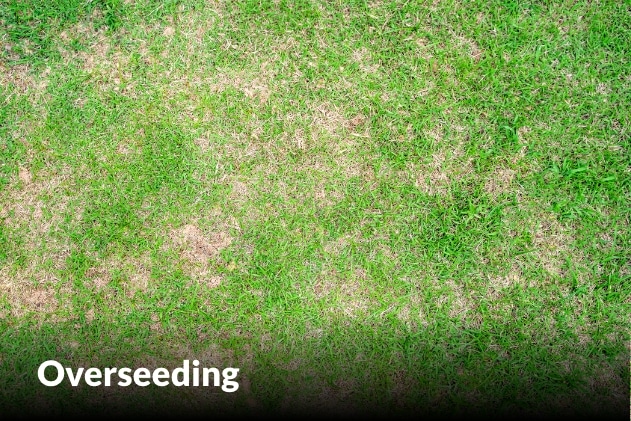 Overseeding services in Raymore