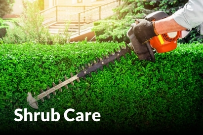 Shrub Care services in Blue Springs