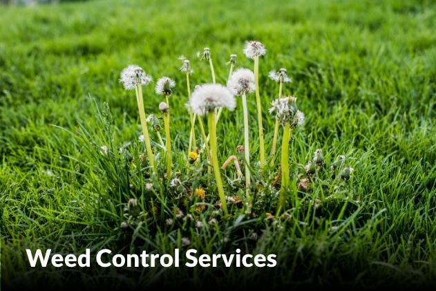 Weed Control Services in Lee's Summit