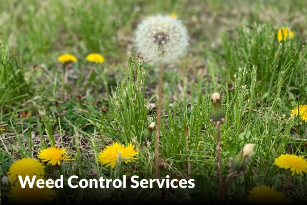 Weed Control Services in Blue Springs