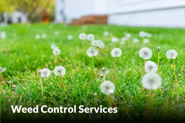 Weed Control Services in Peculiar