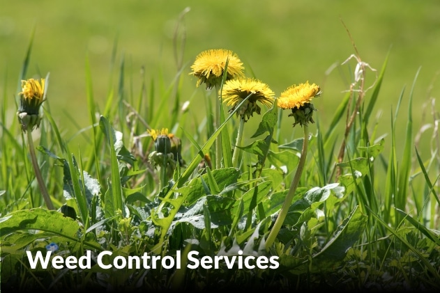 Weed Control Services in Raymore